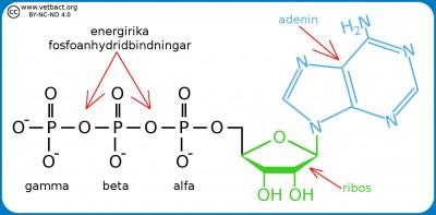 Adenosintrifosfat (ATP)