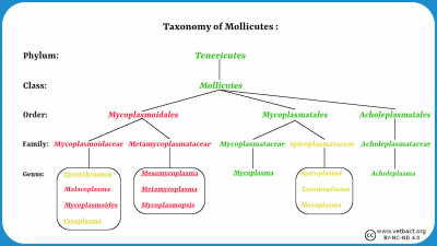 The Taxonomy of mollicutes (mycoplasmas)