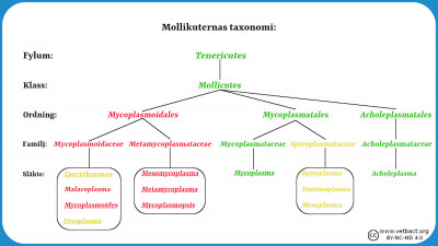 Mollikuternas (mykoplasmernas) taxonomi