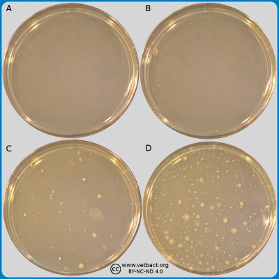Plate count agar (PCA)
