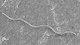 <p><strong>Fig. 131:3.</strong> Scanning electron micrograph of <i>Brachyspira alvinipulli</i>, stam C1<sup>T</sup>.</p>

<p> </p>