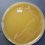 <p><strong>Fig. 167:1.</strong> Colonies of <i>Francisella noatunensis</i> (strain ï¿½?391) cultivated on cysteine agar during 3 weeks at 20°C.</p>

<p> </p>