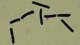 <p><strong>Fig. 24:4.</strong> Gram staining of <i>Clostridium botulinum</i>, type C, strain 07-V891 from liquid culture.</p>

<p> </p>