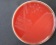 <p><b>Fig. 199:1.</b> Colonies of <i>Mannheimia granulomatis</i>, strain BKT 20776/10, cultivated aerobically during 24 h on hematin agar at 37°C in the presence of 5% CO<sub>2</sub>. The length of the scale bar corresponds to 1 cm. Date: 2010-06-02.</p>

<p> </p>