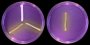 <b>Fig. 205:5.</b> Streak of <i>Staphylococcus</i> spp. cultivated aerobically on purple agar (with maltose) at 37°C during 24 h. 1: <i>S. intermedius</i>, 2: <i>S. aureus</i> subsp. <i>aureus</i>, strain SLV 350. 3: <i>S. epidermidis</i>, stam VB 005/11. Note that  <i>S. epidermidis</i> ferments maltose on purple agar plates in contrast to <i>S. intermedius</i>. Date: 2011-02-26. <p>