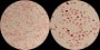 <p><b>Fig. 56:3.</b> Gram staining of <i>Pasteurella multocida</i> subsp. <i>multocida</i>, strain CCUG 224. The field B is a partial magnification (3 times) of A. The length of the scale bar corresponds to 5 µm. Date: 2011-03-22.</p>

<p> </p>