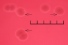 <b>Fig. 16:5.</b> Close-up of colonies of <i>Streptococcus agalactiae</i>, strain 09mas018883, cultivated on bovine blood agar at 37°C during 24 h. Photographed with light from below. Note the thin zone of hemolysis around the colonies. The total length of the scale bar is equivalent to 5 mm. Date: 2011-04-04. <p>