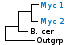 <strong>Fig. 35:1.</strong> Phylogenetic tree based on 16S rRNA gene sequences, which illustrates the relations between members of the class <i>Mollicutes</i>. All taxa in the tree belong to the phylum <i>Teniericutes</i> except <i>Bacillus cereus</i> and <i>Clostridium botulinum</i>, which belong to the phylum <i>Firmicutes</i> and <i>Escherichia coli</i>, which belongs to the phylum <i>Proteobacteria</i>. The mycoplasmas of the mycoides group and the hemotropic mykoplasmas are indicated by vertical bars. Names of taxa in blue are included in VetBact and taxa in bold are included in this  bacterial page.</p> 

<p>The tree was generated on line by using the computer program "Tree Builder" at <a href="http://rdp.cme.msu.edu/" target="_blank">the website of RDP</a>. <i>E. coli</i> was chosen as outgroup. (T) means type strain. Date: 2016-01-21.</p>