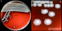 <p><strong>Fig. 86:1.</strong> Colonies of <i>Aeromonas hydrophila</i> subsp. <i>hydrophila</i> cultured on bovine blood agar during 24 h at 37°C. The image A shows the whole plate and image B is a close-up of A. The total length of the scale bars is equivalent to 10 and 3 mm, respectively. Date: 2016-10-11.</p>

<p> </p>