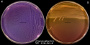 <p><strong>Fig. 72:3.</strong> Streak of <i>Proteus mirabilis</i> on purple agar (A) and MacConkey agar (B). Note that <i>Proteus</i> spp. swarm on purple agar, but not on MacConkey agar. The length of the scalebars is equivalent to 1 cm. Date: 2016-10-19.</p>

<p> </p>