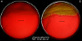 <p><strong>Fig. 85:3.</strong> Colonies of <i>Listonella anguillarum</i> cultivated on bovine blood agar at 30°C. The agar plates were photographed with lighting from below to show hemolysis. A. Cultivation during 24 h; B. Cultivation during 48 h. The total length of the respective scale bars is equivalent to 1 cm.</p>

<p> </p>