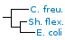 <p><strong>Fig. 68:14.</strong> Phylogenetic tree, which is based on 16S rRNA gene sequences ond show the natural relations between members of the family <em>Enterobacteriaceae, </em>which belongs to the phylum<em> </em> <em>Proteobacteria</em>. Note that the genera <em>Escherichia</em> and <em>Shigella</em> are very closely related.</p>

<p>The tree was genererated by using the  computer program "Tree Builder" at <a href="http://rdp.cme.msu.edu/" target="_blank">RDP's web site</a>. <em>Clostridium botulinum</em>, typ C, which belongs to phylum <em>Tenericutes,</em> was used as outgroup. (T) means typ strain. The length of the scale bar is equivalent to one nucleotide difference per 100 nucleotide positions. Date: 2018-01-18.</p>