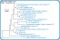 <p><strong>Fig. 156:6.</strong> Phylogenetic tree, which is based on 16S rRNA gene sequences ond show the natural relations between members of the family <em>Enterobacteriaceae, </em>which belongs to the phylum<em> </em> <em>Proteobacteria</em>. Note that the genera <em>Klebsiella</em> and <em>Citrobacter</em> are very closely related.</p>

<p>The tree was genererated by using the  computer program "Tree Builder" at <a href="http://rdp.cme.msu.edu/" target="_blank">RDP's web site</a>. <em>Clostridium botulinum</em>, typ C, which belongs to phylum <em>Tenericutes,</em> was used as outgroup. (T) means typ strain. The length of the scale bar is equivalent to one nucleotide difference per 100 nucleotide positions. Date: 2018-02-01.</p>