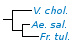 <p><strong>Fig. 217:2.</strong> Phylogenetic tree, which is based on 16S rRNA gene sequences and shows the natural relations between some families within the phylum<em> </em> <em>Proteobacteria</em>. The species on this page is shown in bold and species which are included in Vetbact are shown in blue font.</p>

<p>The tree was genererated by using the  computer program "Tree Builder" at <a href="http://rdp.cme.msu.edu/" target="_blank">RDP's web site</a>.  The family <em>Enterobacteriaceae </em>is not represented in this tree and <em>Plesiomonas shigelloides</em>, which belongs to the family <em>Enterobacteriaceae, </em>was therefore used as outgroup. (T) means typ strain.  Date: 2018-06-14.</p>