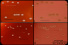 <p><strong>Fig. 147:2.</strong> Closeups of colonies of <i>Streptococcus suis</i>, cultivated on horse blood agar in 5% CO<sub><font size="2">2</font></sub> during 24 h at 37°C. Image A and B show an α-hemolysing strain of <em>S. suis</em> and image B and C show a ß-hemolysing strain of <em>S. suis</em><em>. </em>Image A and C are photographed with lighting from above and image B and D with lighting from below. Note the visual difference between α- and ß-hemolysis, which is best observed with lighting from below. The length of the scale bars is equivalent to 5 mm. Date: 2018-06-15.</p>