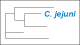 <strong>Fig. 89:7.</strong> The tree shows the 16S rRNA based phylogenetic relations within the following bacterial genera: <i>Campylobacter, Helicobacter, Arcobacter, Burkholderia, Wolinella</i> and <i>Sulfurospirillum</i>. <p>