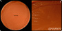 <p><strong>Fig 136:1.</strong> <em>Avibacterium paragallinarum, </em>strain VB-25/20, cultured on hematin agar (= choclate agar) during 48 hours at 37°C in 5% CO<sub>2</sub>. This bacterium has poor growth on normal blood agar, therefore cultivation on hematinagar are mostly performed on which the colonies are visible. Date: 2020-03-12.</p>