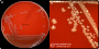 <p><b>Fig. 127:1.</b> Colonies of <em>Bibersteinia trehalosi</em> strain CCUG 27190, after 24 h of cultivation on Tryptic Soy Agar with sheep blood (TSASB) during 24 h at 37°C in a CO<sub>2</sub> atmosphere</p>