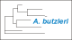 <strong>Fig. 111:2.</strong> The tree shows the 16S rRNA based phylogenies within the following bacterial genera: <i>Campylobacter, Helicobacter, Arcobacter, Burkholderia, Wolinella</i> and <i>Sulfurospirillum</i>.<p>