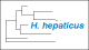 <strong>Fig. 92:2.</strong> The tree shows the 16S rRNA based phylogenetic relations within the following bakterial genera: <i>Campylobacter, Helicobacter, Arcobacter, Burkholderia, Wolinella</i> and <i>Sulfurospirillum</i>. <p>