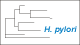 <strong>Fig. 93:2.</strong> The tree shows the 16S rRNA based phylogenetic relations within the following bakterial genera: <i>Campylobacter, Helicobacter, Arcobacter, Burkholderia, Wolinella</i> and <i>Sulfurospirillum</i>. <p>