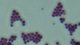 <strong>Fig. 22:2.</strong> Gram staining of <i>Staphylococcus intermedius</i>. <p>
