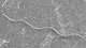 <p><strong>Fig. 131:3.</strong> Scanning electron micrograph of <i>Brachyspira alvinipulli</i>, stam C1<sup>T</sup>.</p>

<p> </p>