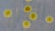 Close up of colonies of <i>Flavobacterium psychrophilum</i> (strain F439) cultivated on TYES agar at 20°C during 4 days. The total length of the scale bar is equivalent to 5 mm. <p>