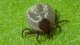 <p><strong>Fig. 113:1.</strong> Macro photography of a tick (<i>Ixodes</i> sp.). Camera: Nikon CoolPix 4500.</p>

<p> </p>