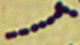 <strong>Fig. 15:4.</strong> Gram staining of <i>Streptococcus equi</i> subsp. <i>zooepidemicus</i>, strain VB 003/09. 
<p>