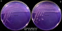 <strong>Fig. 85:5.</strong> Colonies of <i>Listonella anguillarum</i> cultivated on purple agar at 30°C. A. Cultivation during 24 h; B. Cultivation during 48 h. <i>L. anguillarum</i> is growing well on purple agar, but doesn't ferment lactose (no colour change in the plate). The total length of the respective scale bars is equivalent to 1 cm. <p>