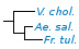 <p><strong>Fig. 85:6.</strong> Phylogenetic tree, which is based on 16S rRNA gene sequences and shows the natural relations between some families within the phylum<em> </em> <em>Proteobacteria</em>. The species on this page is shown in bold and species which are included in Vetbact are shown in blue font.</p>

<p>The tree was genererated by using the  computer program "Tree Builder" at <a href="http://rdp.cme.msu.edu/" target="_blank">RDP&#39;s web site</a>.  The family <em>Enterobacteriaceae </em>is not represented in this tree and <em>Plesiomonas shigelloides</em>, which belongs to the family <em>Enterobacteriaceae, </em>was therefore used as outgroup. (T) means typ strain. Date: 2018-09-13.</p>