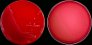Streptococcus agalactiae