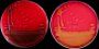 Streptococcus canis