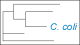 Campylobacter coli