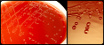 Aliivibrio salmonicida